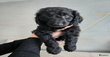 Goldendoodle dogs 1 Girl left Gorgeous Healthy Goldendoodle Puppie - Advert 9