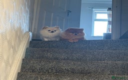 Pomeranian dogs for sale: Champion bloodline Pomeranian puppies  - Image 5