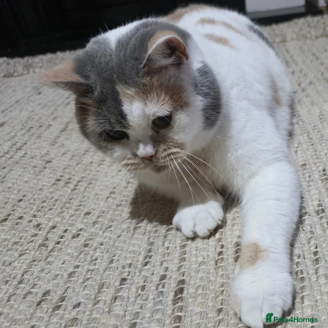 British Shorthair cats for sale: Supreme champion GCCF British Shorthair Kittens  - Advert 31