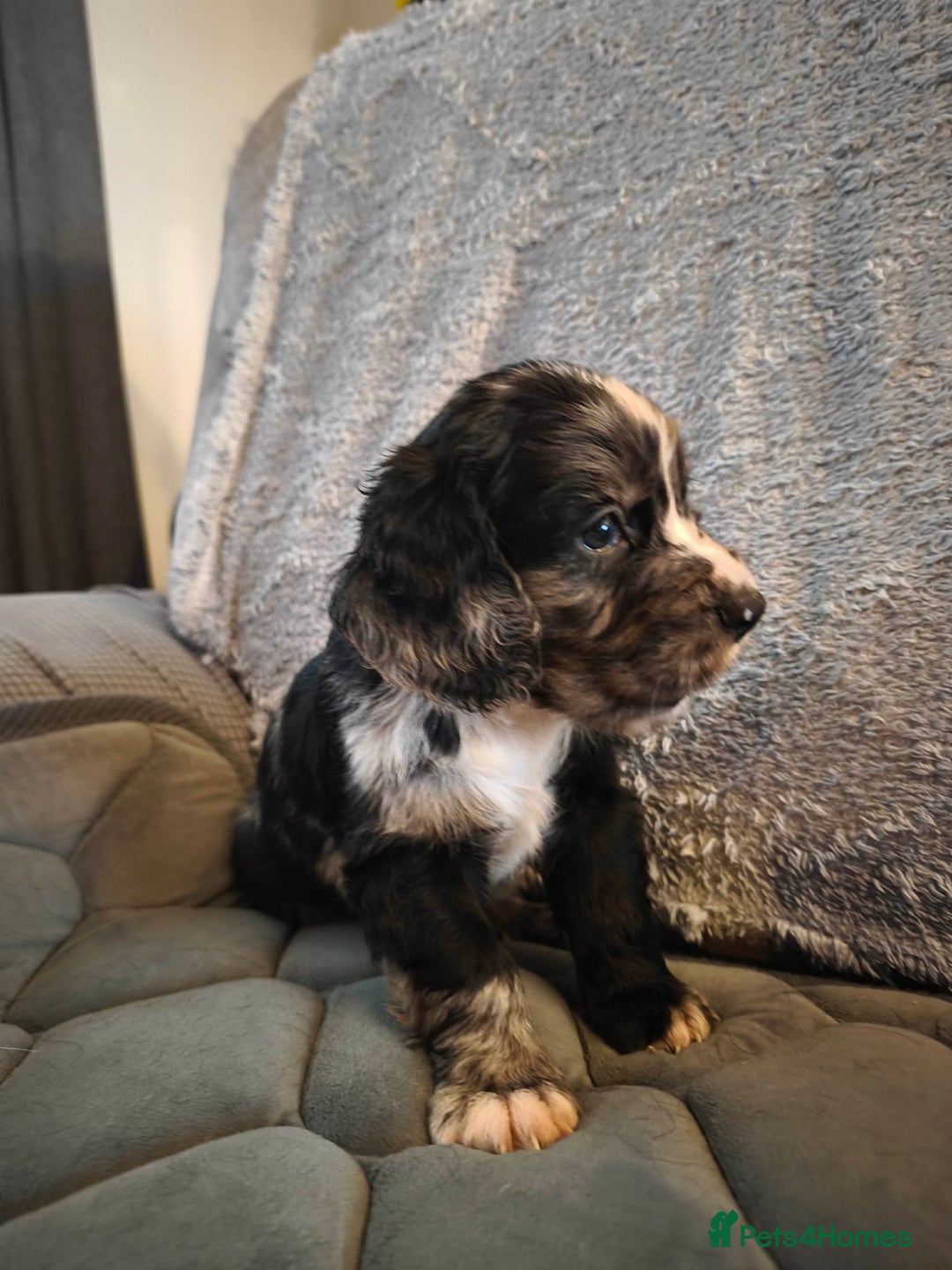 Cocker Spaniel dogs for sale: 💛 Cocker Spaniel Puppies - Ready 4th January 💛 - Advert 2