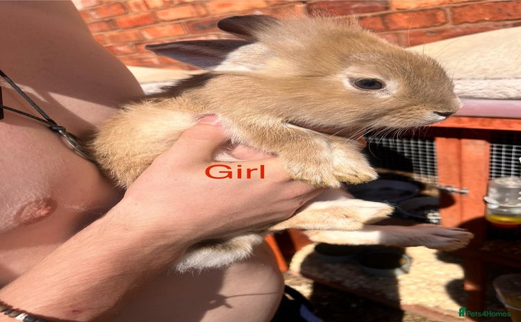 Lionhead rabbits - Advert 1