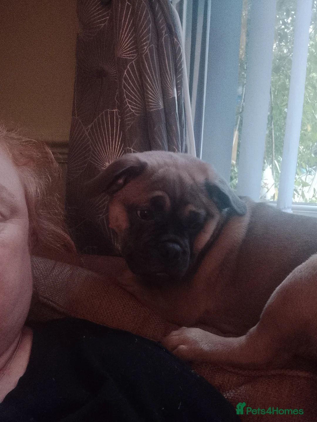 Frug dogs for sale: Frug puppy  - Advert 1