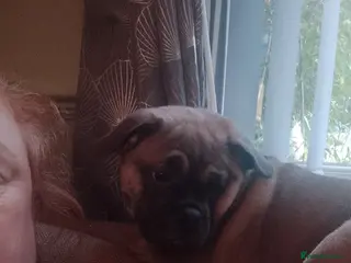 Frug dogs Frug puppy - Advert 2