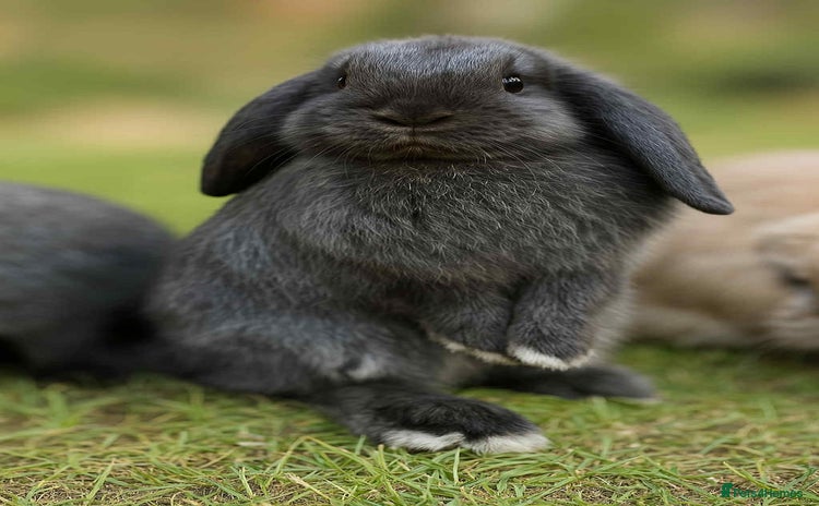 French Lop rabbits - Advert 7