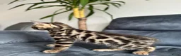 Bengal cats for sale: Bengal Kitten For Sale (Ready to go - Last One) - Advert 9