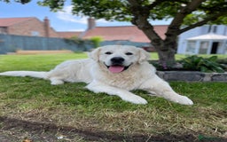 Golden Retriever dogs for stud: KC REGISTERED STUNNING STUD DOG in Beverley - Image 6