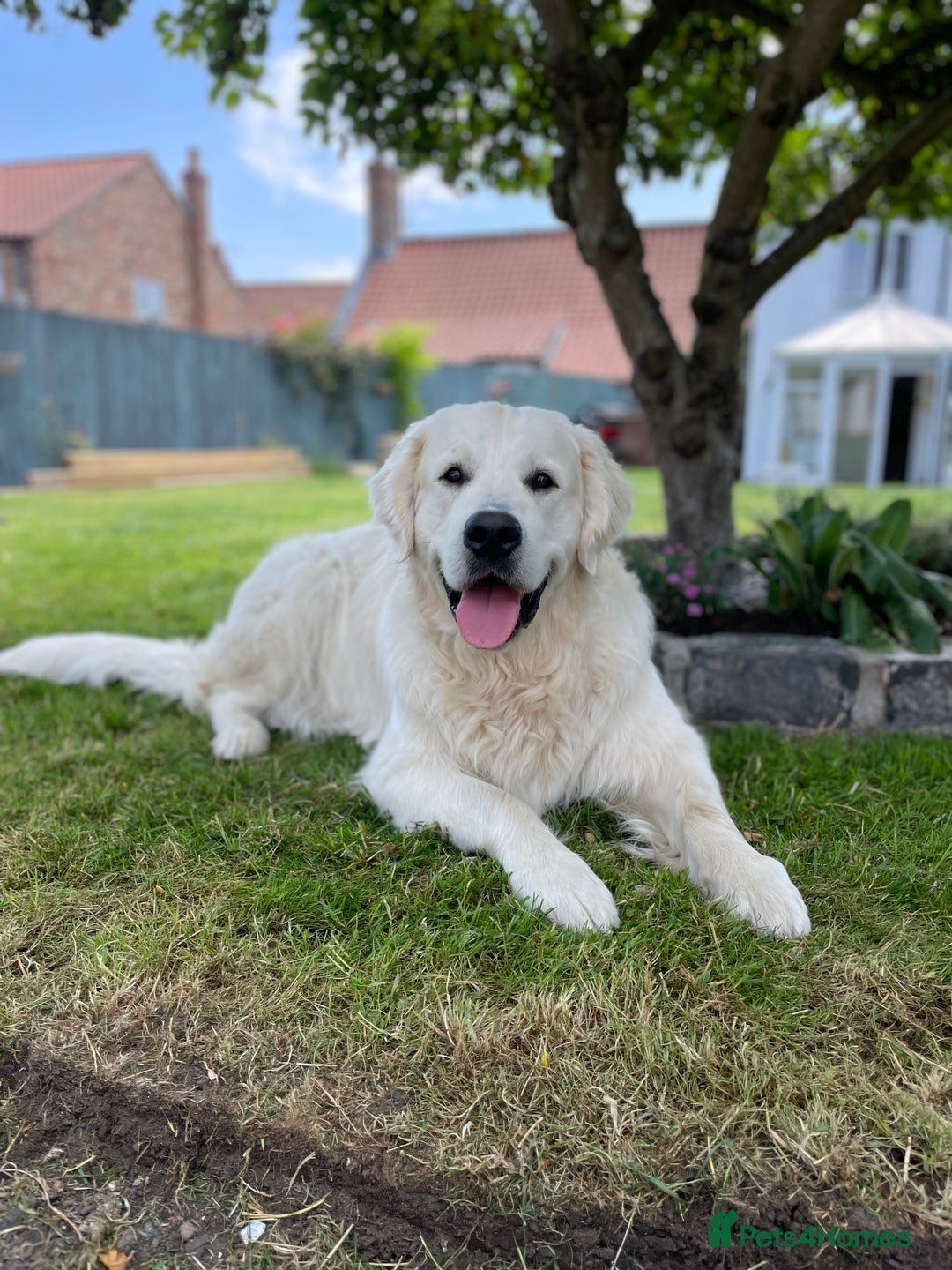 Golden Retriever dogs for stud: KC REGISTERED STUNNING STUD DOG in Beverley - Image 6
