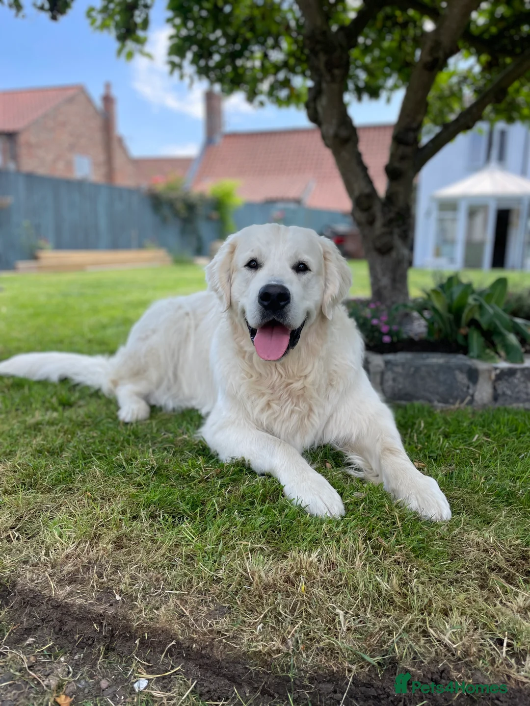 Golden Retriever dogs for stud: Cream Golden Retriever Stud in Beverley - Advert 6