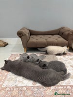 British Shorthair cats GCCF British Shorthaired kittens - Ready 28th Nov - Advert 4