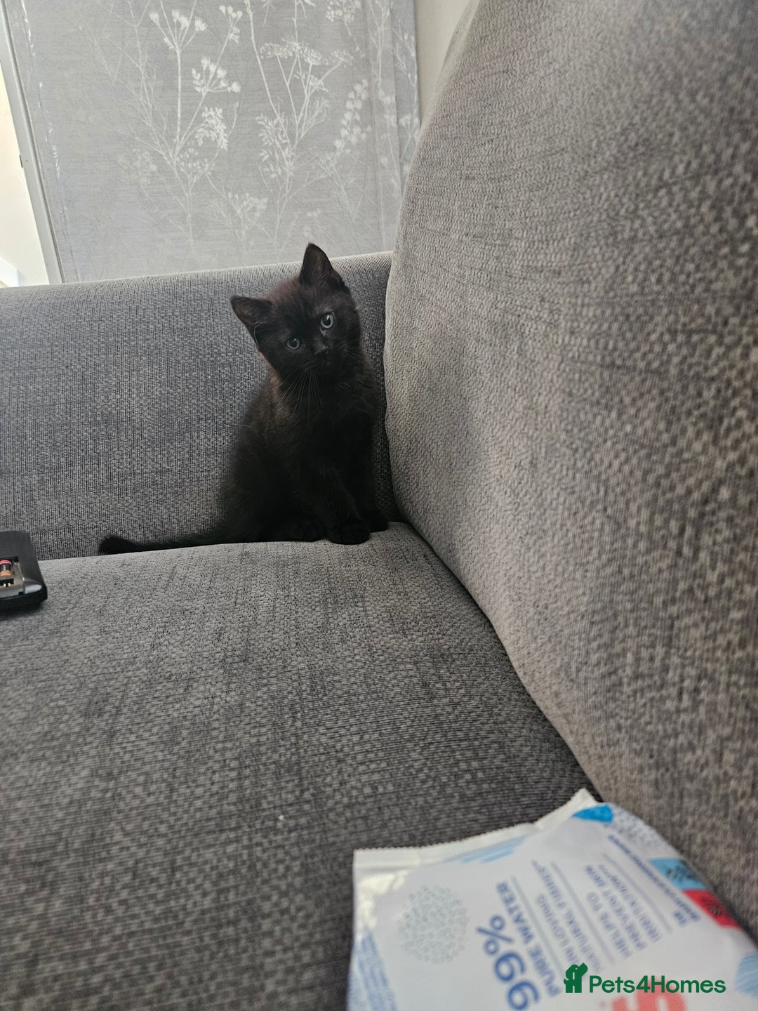 Mixed Breed cats for sale: Black Male Kitten - Image 1