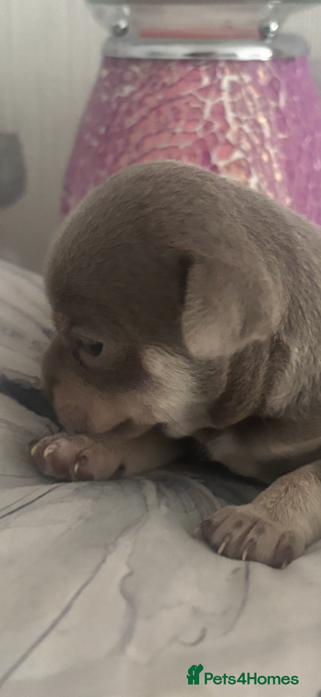 Chihuahua dogs for sale: Lilac girls - Image 4