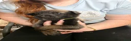 Belgian Shepherd Dog dogs for sale: 🔥🔥LAMPAK9 🇧🇪  Belgian Malinois 🔥🔥 - Advert 24