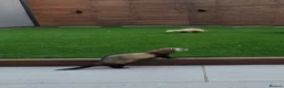 Ferret rodents for sale: Two working line Jill Ferrets need rehoming - Advert 2