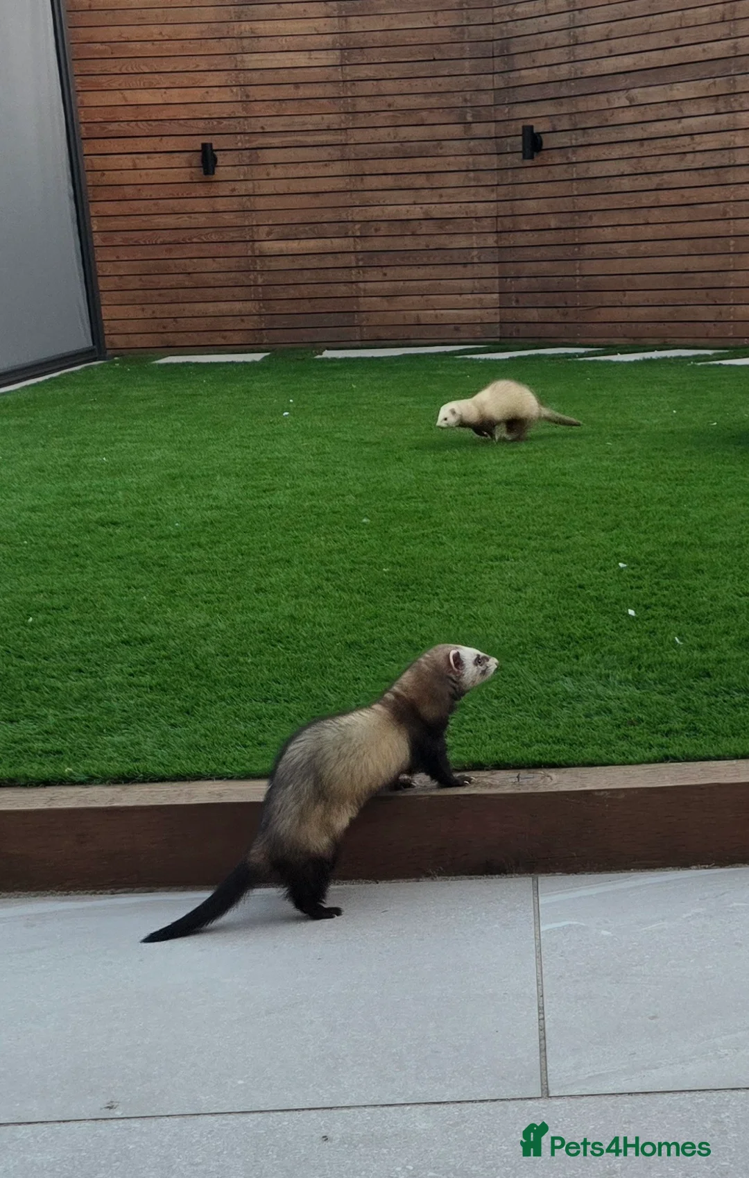 Ferret rodents for sale: Two working line Jill Ferrets need rehoming - Advert 2