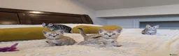 Bengal cats for sale: 🖤🩶🤍 Stunning Bengal Kittens 🤍🩶🖤 - Advert 24
