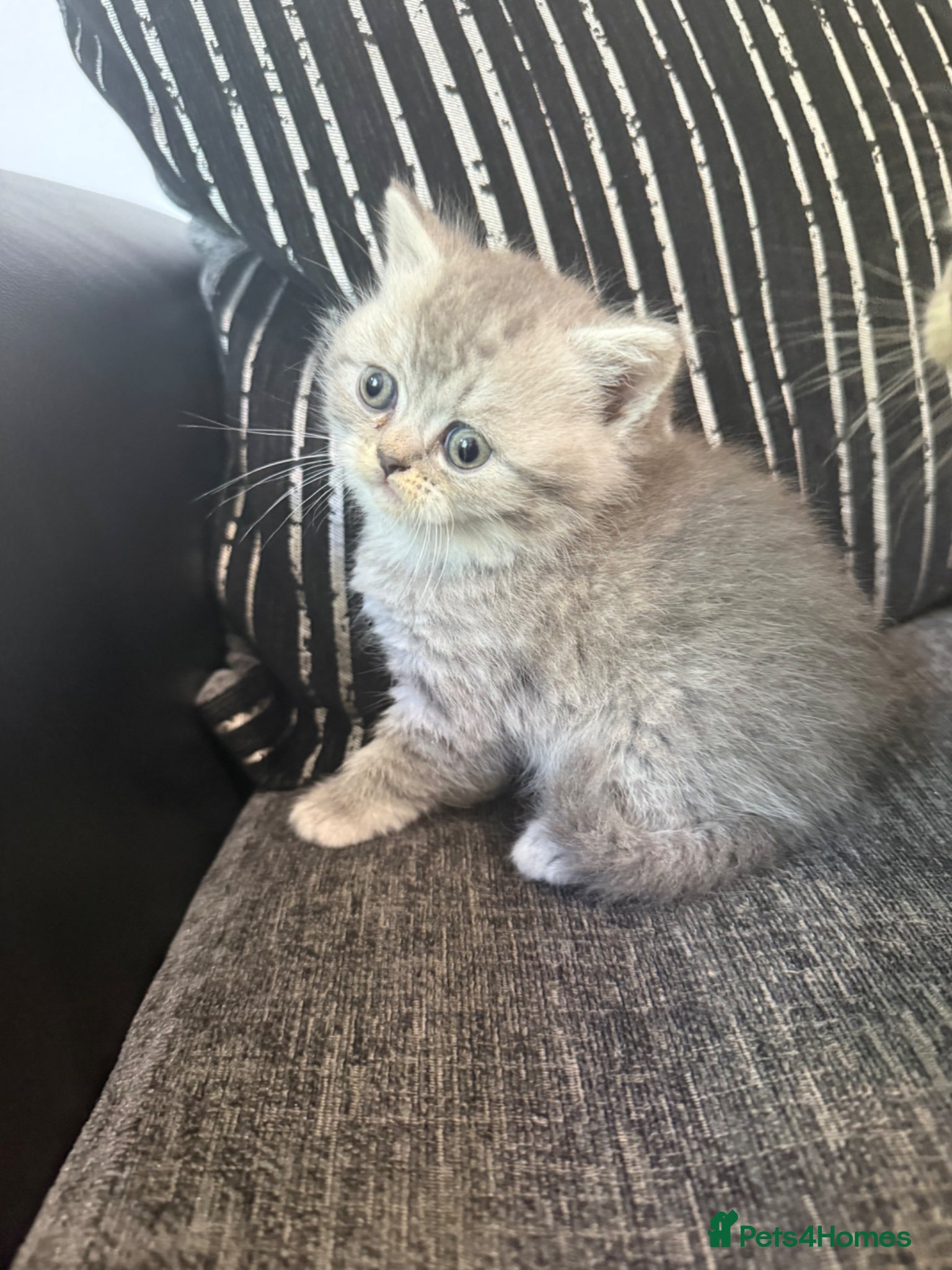 British Shorthair cats for sale: OUTSTANDING BRITISH SHORTHAIR KITTENS 🐈‍⬛ 🐾  - Advert 1