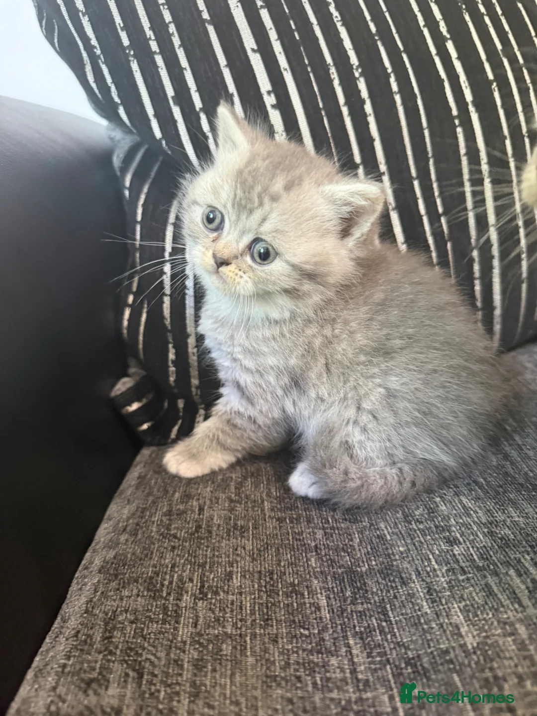 British Shorthair cats for sale: OUTSTANDING BRITISH SHORTHAIR KITTENS 🐈‍⬛ 🐾  in Elland - Advert 1