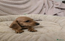 Miniature Dachshund dogs for sale: Miniature dachshunds  - Image 2