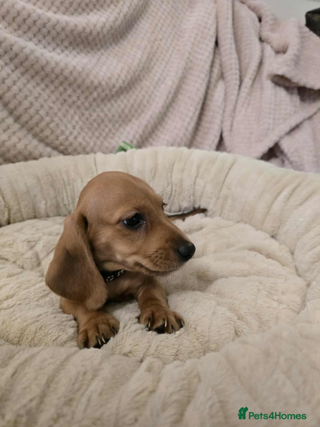 Miniature Dachshund dogs for sale: Miniature dachshunds  - Image 2