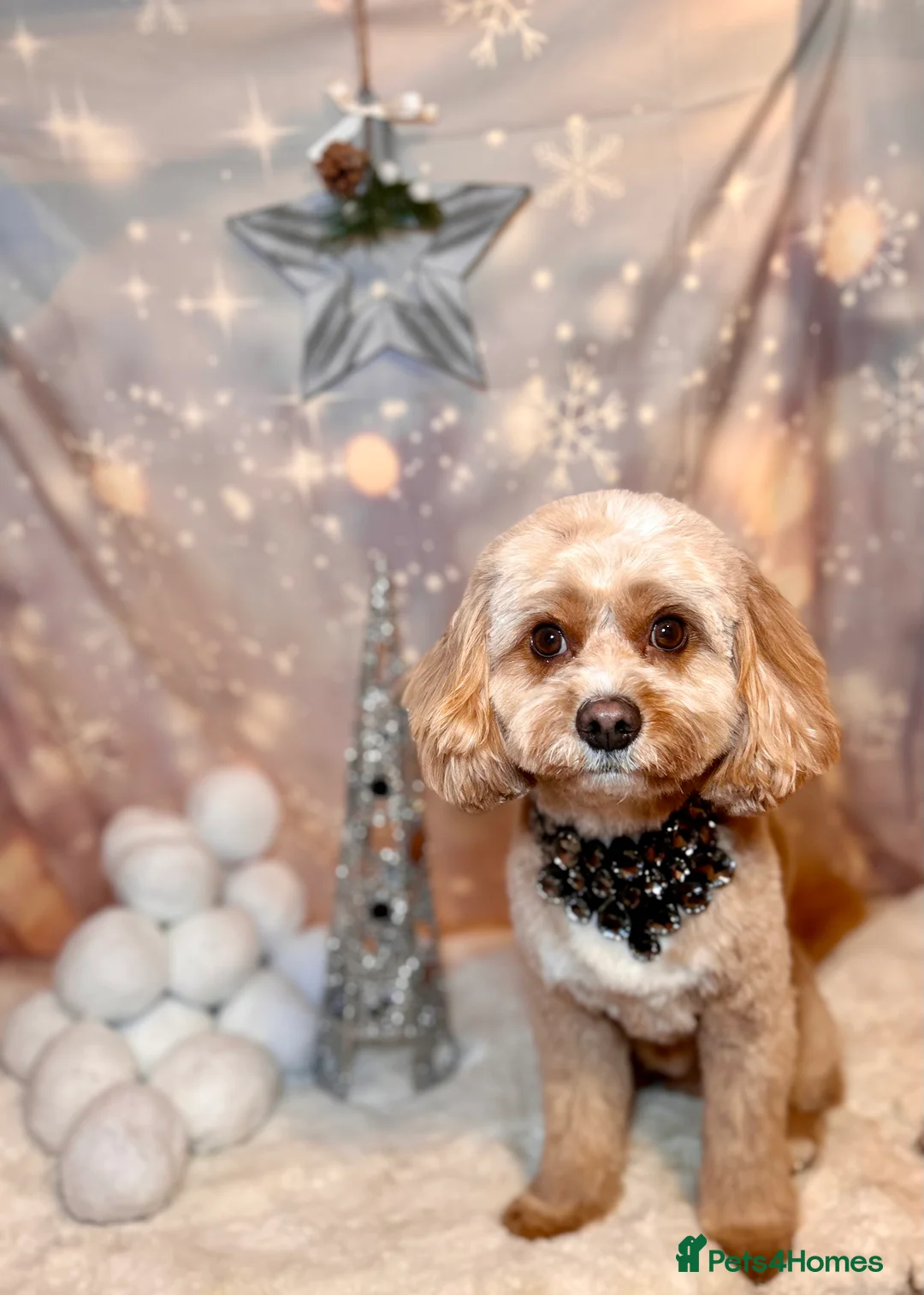 Cavapoo dogs for stud: Proven Toy Cavapoo Stud Extensively Health Checked in Preston - Advert 2