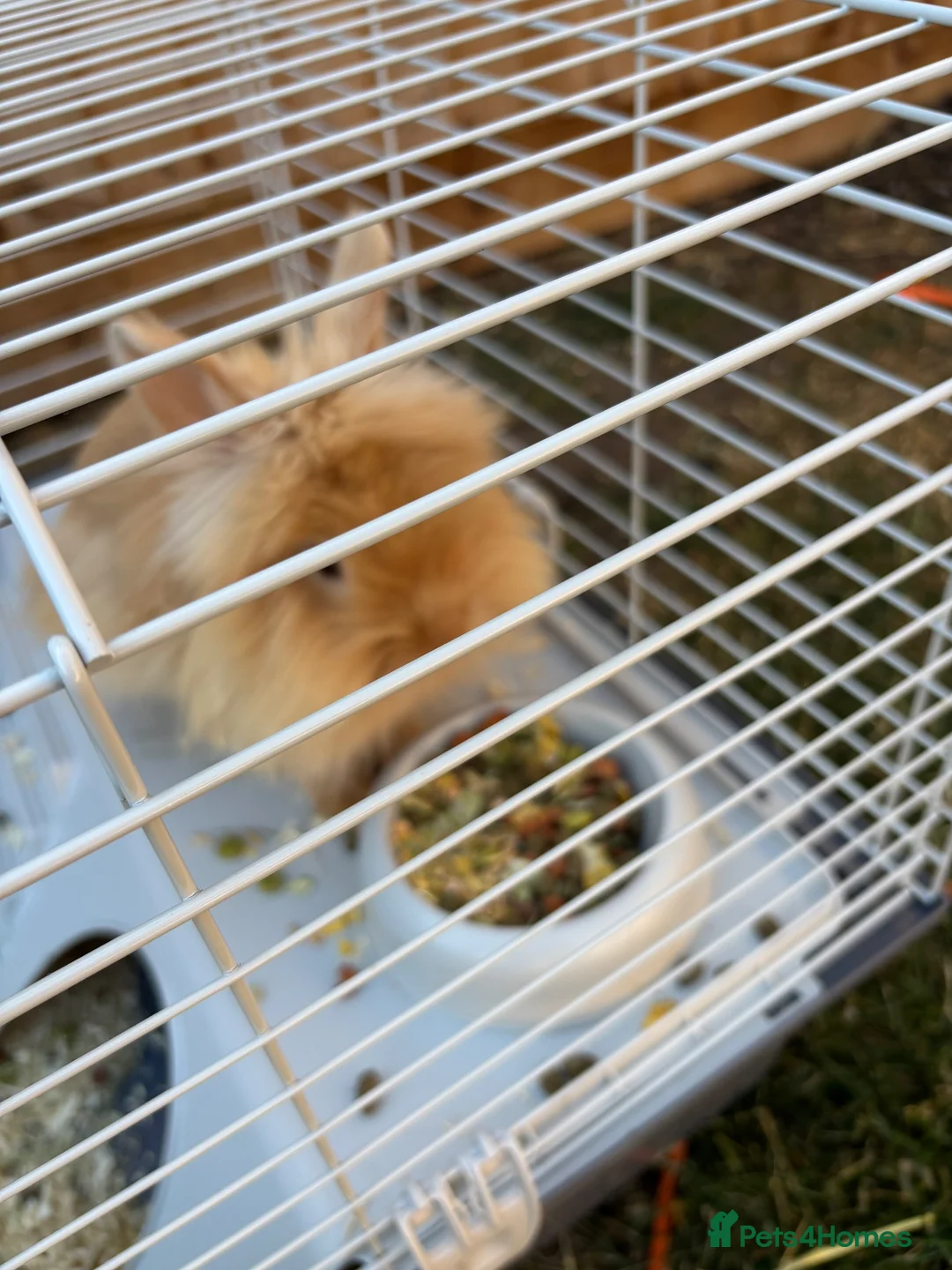 Lionhead rabbits for sale: Mrs Lisa Usher  in St. Neots - Advert 1