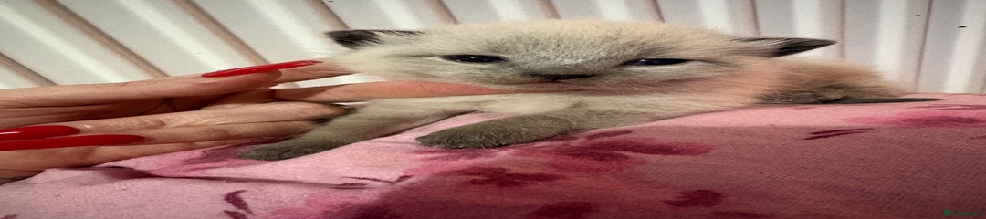 British Longhair Kitten 3