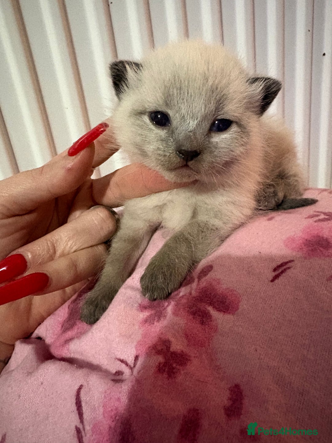 British Longhair cats for sale: Three kittens - Ready  **  week - Advert 1