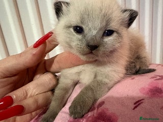 British Longhair cats Three kittens - Ready ** week - Advert 2