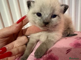 British Longhair cats Dark chocolate brown boy kitten - Advert 1