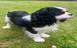 Cavalier King Charles Spaniel dogs for sale: KC Reg Black & Tan Cavalier Girl Puppies  - Image 14