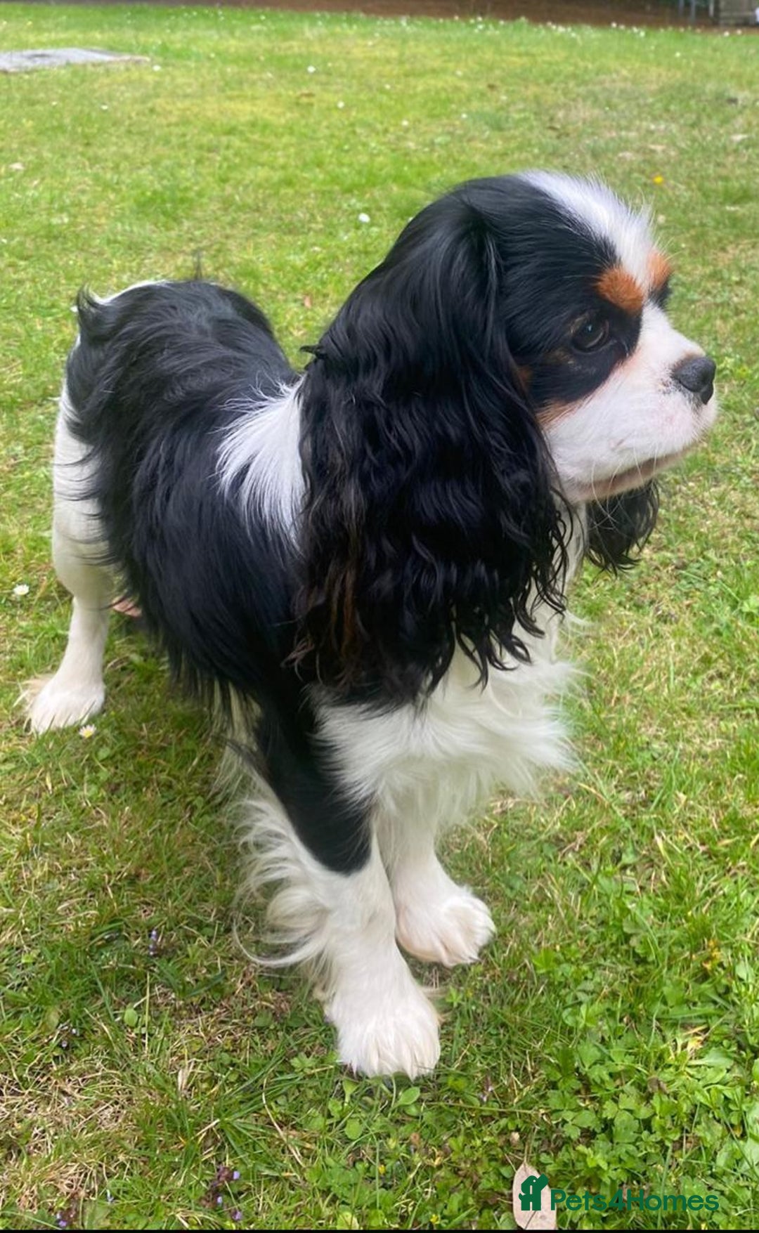 Cavalier King Charles Spaniel dogs for sale: KC Reg Black & Tan Cavalier Girl Puppies  - Image 14