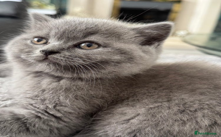 Brazilian Shorthair cats - Advert 14