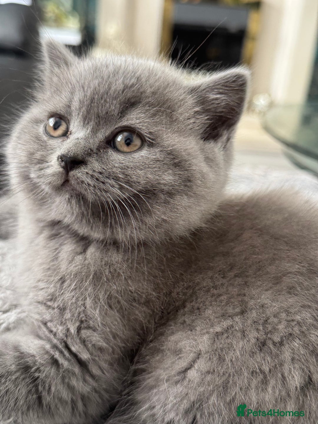 Brazilian Shorthair cats for sale: BRITISH BLUE KITTEN - Image 1