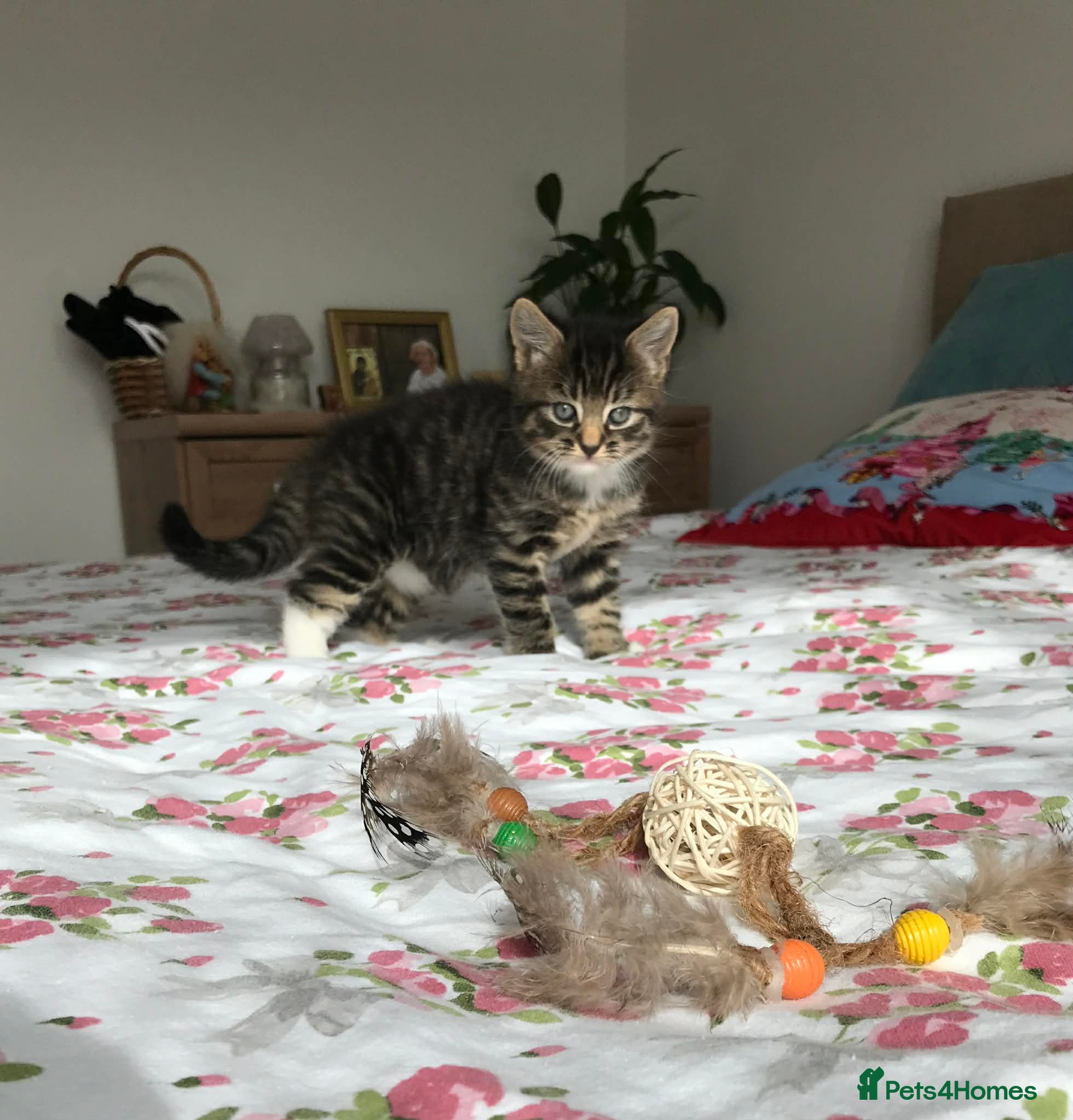 Mixed Breed cats Cute kitten for sale - Advert 5