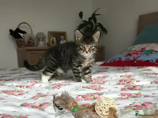 Mixed Breed cats Cute kitten for sale - Advert 5