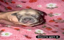 French Bulldog dogs for sale: Beautiful chunky French Bulldogs - Image 10