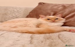 Ragdoll cats for stud: Flame Point Ragdoll Stud – Gentle & Gorgeous - Image 1