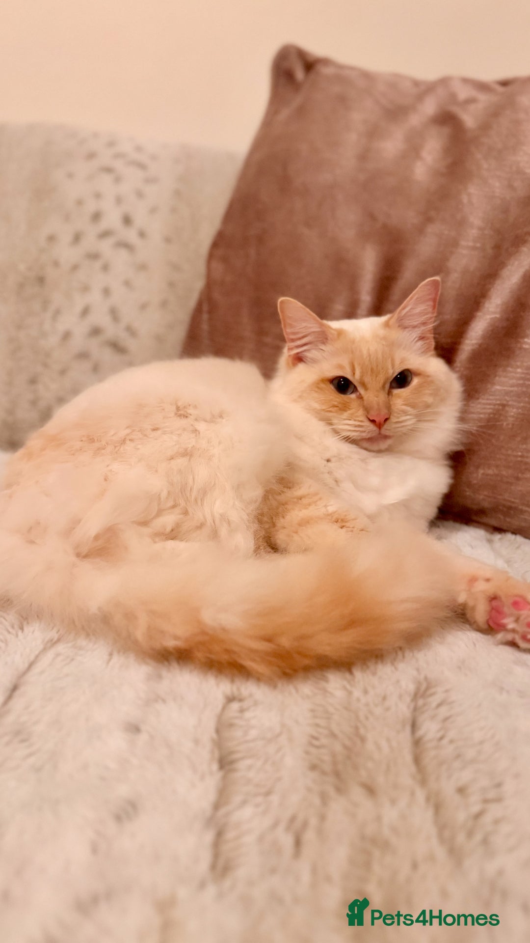 Ragdoll cats for stud: Flame Point Ragdoll Stud – Gentle & Gorgeous - Image 1