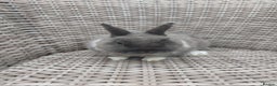 Netherland Dwarf rabbits for sale: Buck blue self look for forever homes  - Advert 4