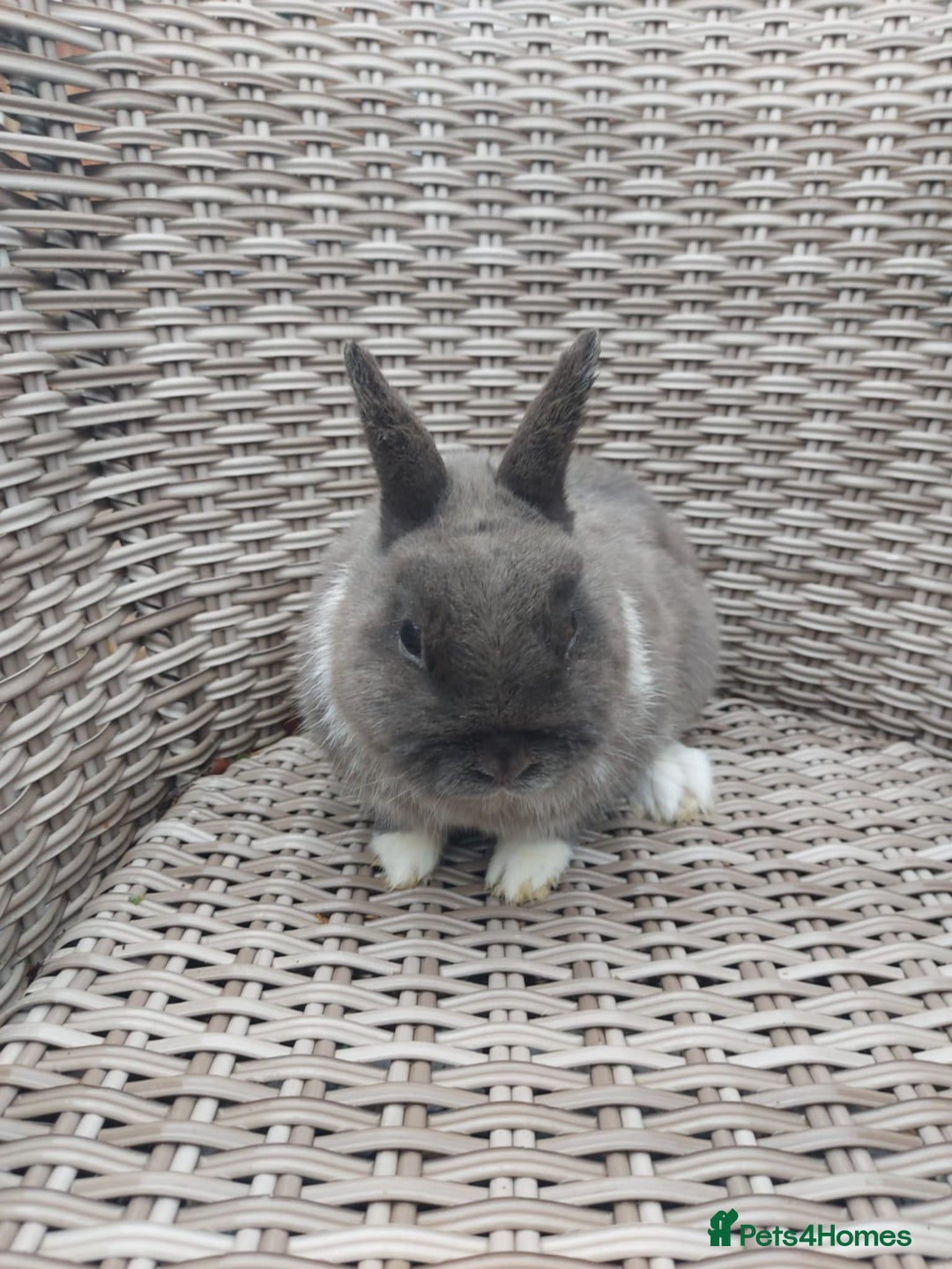 Netherland Dwarf rabbits for sale: Buck blue self look for forever homes  - Advert 4