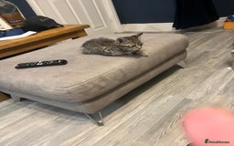 Mixed Breed cats for sale: Tabby kittens  - Image 3