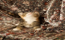 Mixed Breed cats for sale: 4 Beautiful Kittens Ready For Their Forever Homes - Image 16