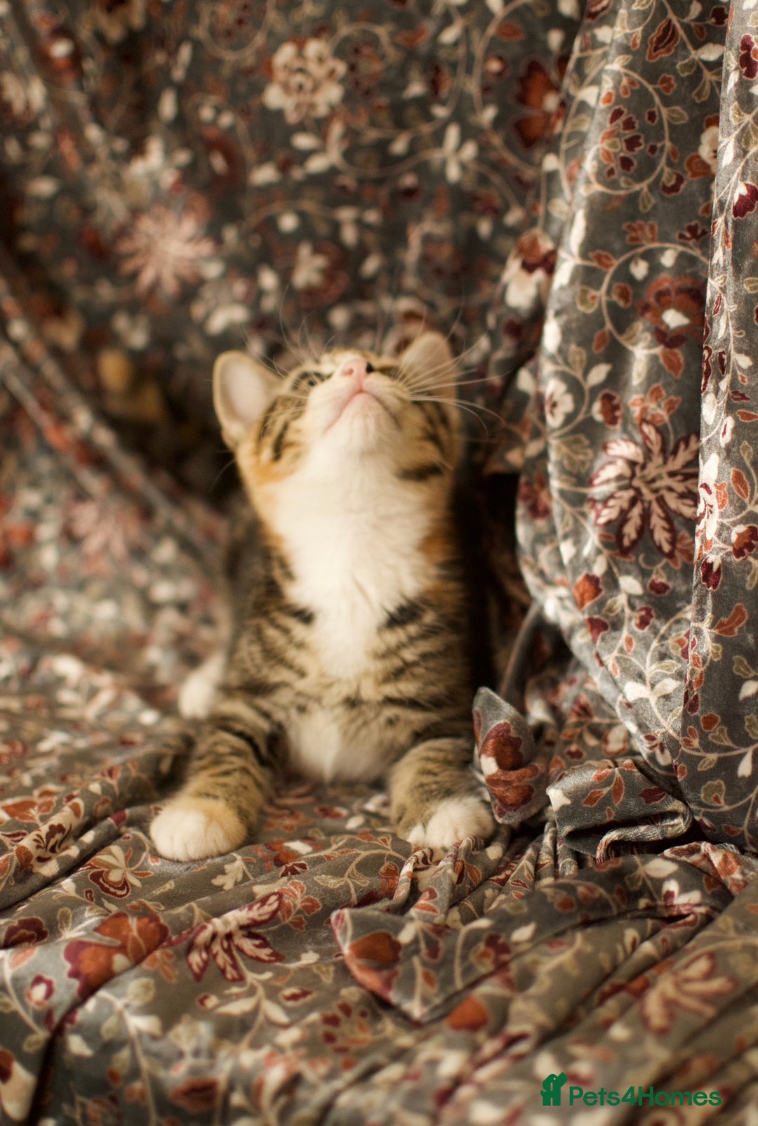 Mixed Breed cats for sale: 4 Beautiful Kittens Ready For Their Forever Homes - Image 16