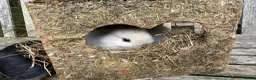 Netherland Dwarf rabbits for sale: Pure Netherland dwarf bunnies  in London - Advert 6