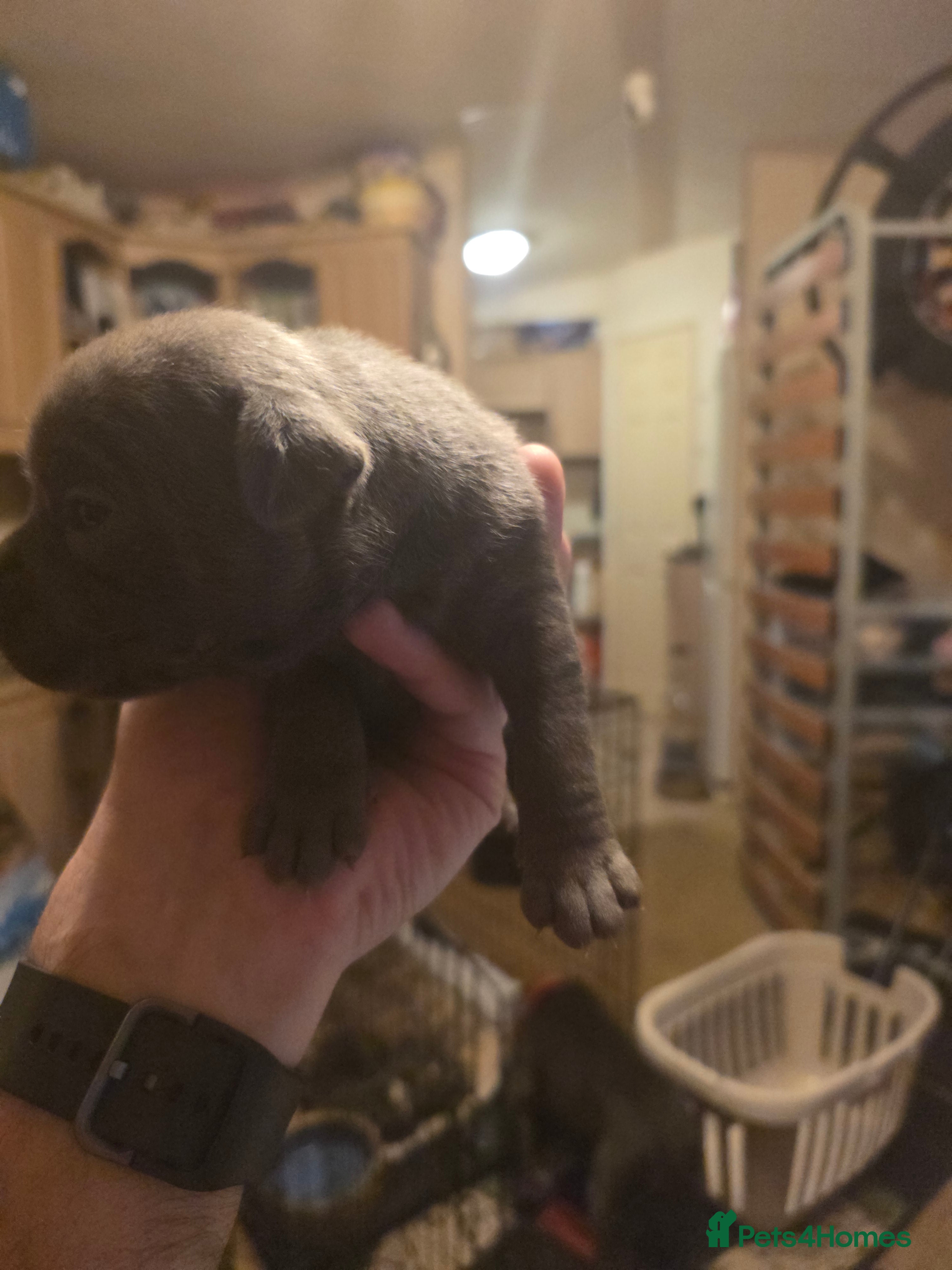 Staffordshire Bull Terrier dogs Blue Staffordshire Bull Terrier - Advert 2