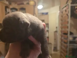 Staffordshire Bull Terrier dogs Blue Staffordshire Bull Terrier - Advert 2