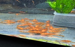 Plecos fish for sale: Super red bristle nose plecos  - Image 4