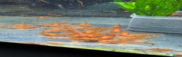 Plecos fish for sale: Super red bristle nose plecos  - Advert 4