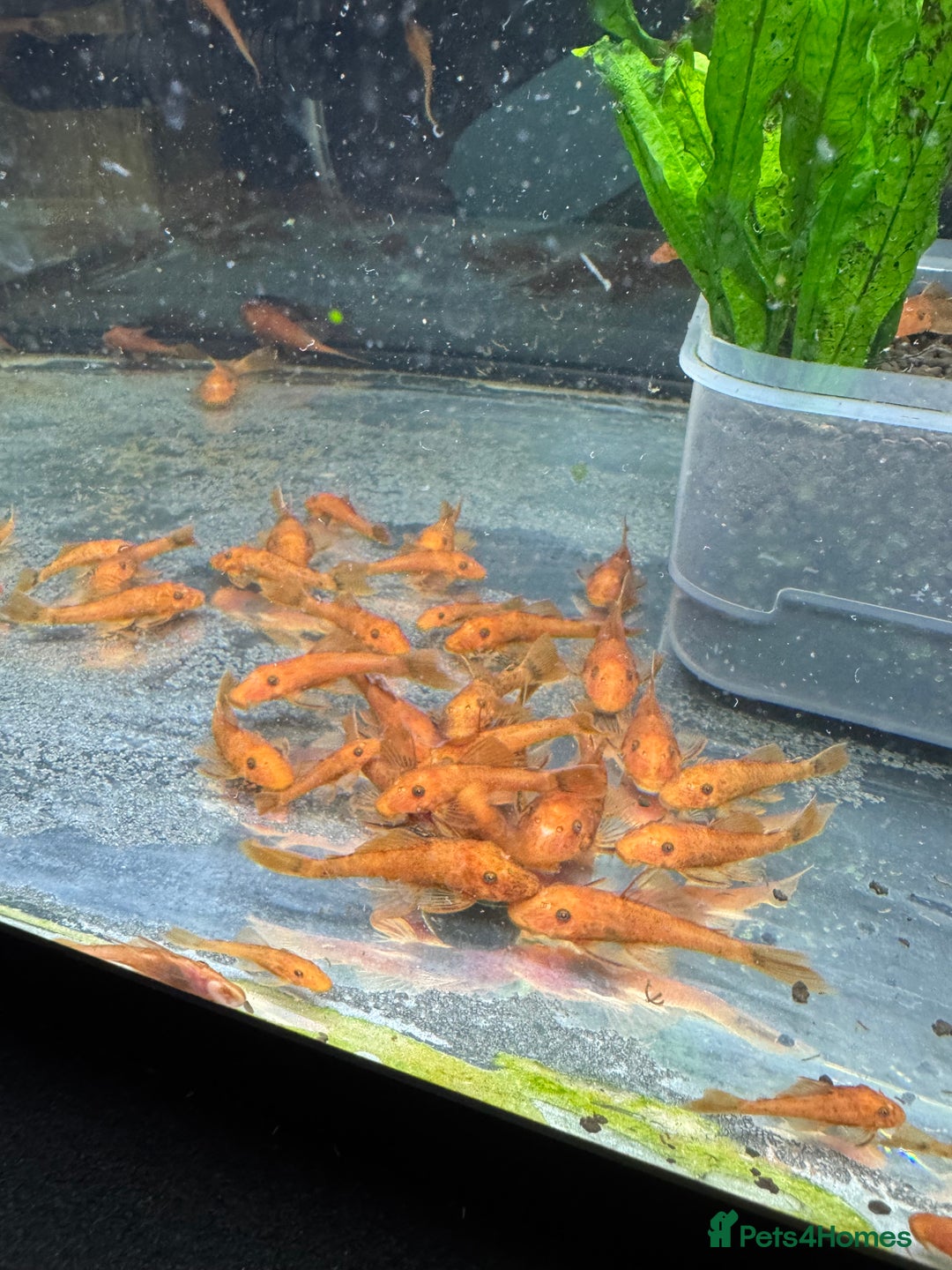 Plecos fish for sale: Super red bristle nose plecos  - Image 4