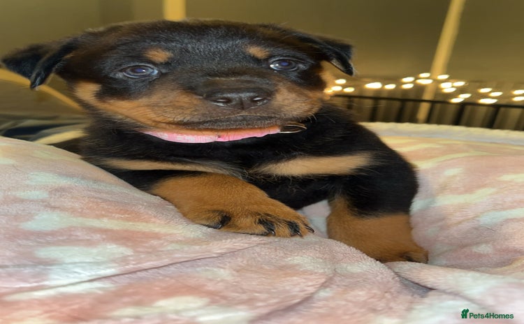 Rottweiler dogs - Advert 15